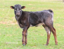 SNIPER MIST/HIGHER GROUND HEIFER