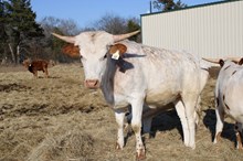 Silver Northern Lights