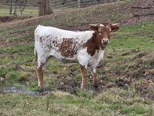 Uncommon HH x DH Hired Hand