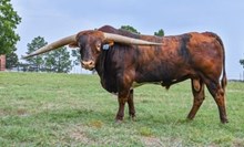 DH Hired Hand Semen