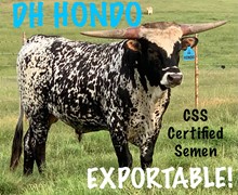 DH HONDO