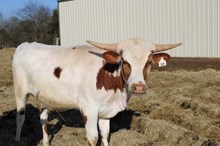 Silver White Arrow 396