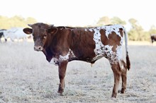 HL Remi Bull Calf 