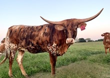 DH DIXIE BELLE 