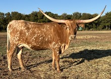 DH Rowdy's Remington