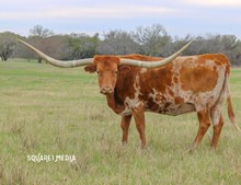 BL RED RIVER COWGIRL