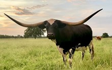 LF MIDNIGHTS SAFARI