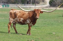 BL RED RIVER COWGIRL