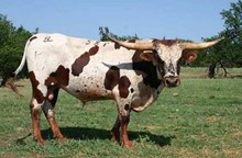 BRAZOS CHEX