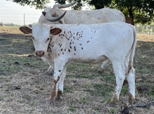 DH Concho x Yogurt bull calf