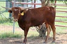 CLASSY LITTLE STAR 2008 CALF