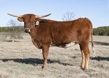 DH REBA