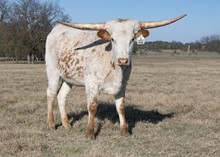 DH STRAWBERRY ROAN
