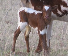 Top Hat's heifer