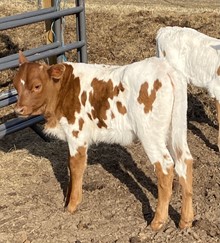 TBD Rowdy and Miss Berry Calf