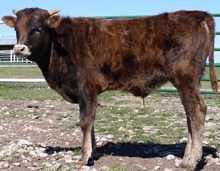 unnamed calf