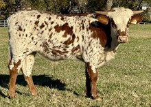 PCC Rhinestone Cowboy
