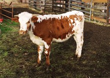 G6 2015 WS Sonic Star Steer