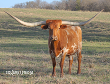 BL RED RIVER COWGIRL