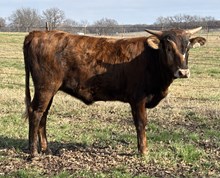 DH Brindle Beauty