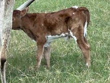 BULL CALF HBR UPTOWN BEAUTY X HL HIGHER GROUND