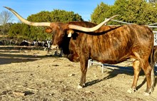 ANB BRING ME SUNSHINE