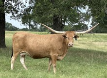 DH ROWDYS COWGIRL
