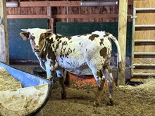 Butch Cassidy X 20 After Midnight  (B)