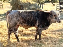 Silver Stage Coach C4