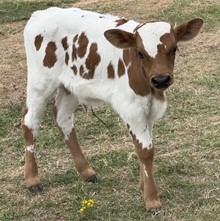 HL Legend x Steel Bonnet  STEER