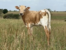 DCT/DH TCC GUNSMOKE x PCC 50 DIMPLES (H)