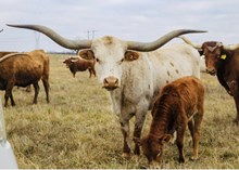 HUBBELLS RIO TARI III