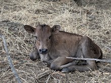 DH Concho x Blossom heifer calf