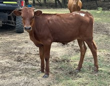 DH Concho x Moolah heifer calf