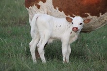 2018 Show Stopper Bull