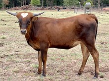 ROSE OF CIMARRON MR