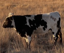 GH MILK SHAKE MONEYMAKER