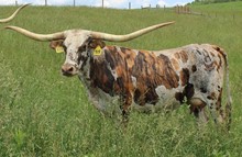 DH JITTERBUG