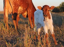 2015 National Treasure Bull