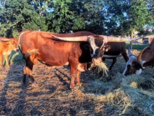 Cowboy Tari Chex