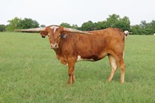 BCR Highly Important 341