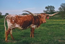 LC Hot Texa