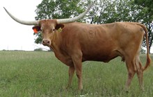 MATILDA 981 MATILDA 981