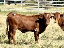 KDK OPTIMUS 445