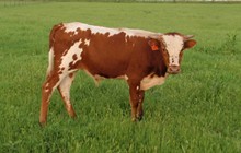 2008 Rialito Chick Bull Calf