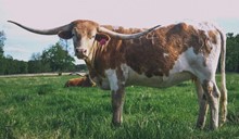SH Moonshine Cowgirl 34