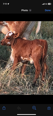 GLR ON ROYAL GROUND GAL