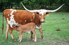 Toro's Jewl