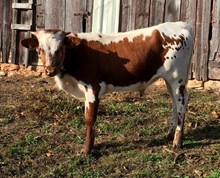 G6 2014 Twitter Steer