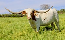HL TUFF'S SUNBURST